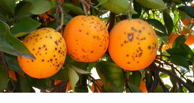 C. Valenciana