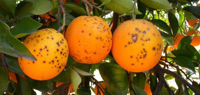 Archivo - La UE intercepta en julio 26 enfermedades y plagas de cuarentena en cítricos del Mercosur