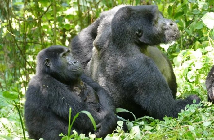 La diferencia de tamaño entre una hembra (con una cría) y un macho de gorila de montaña en el Parque Nacional Impenetrable de Bwindi, Uganda.