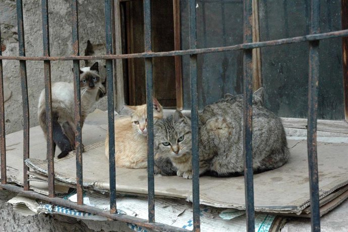 Archivo - Gatos, gato, animal, mascota