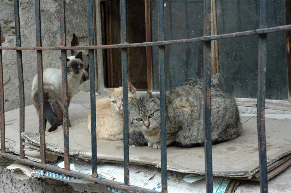 Archivo - Gatos, gato, animal, mascota