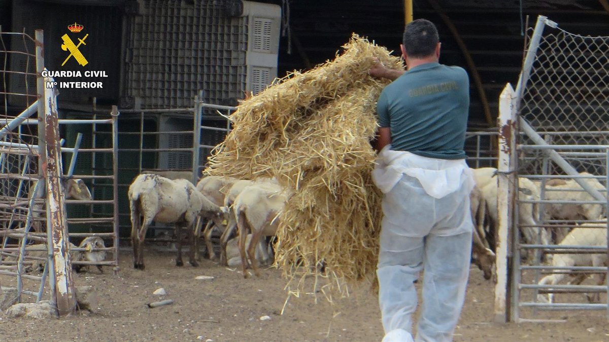 La Guardia Civil detiene a un granjero en Mula por un grave caso de abandono y maltrato animal