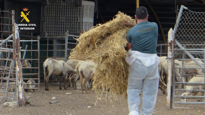 A Guardia Civil alimentou os animais enquanto localizava a pessoa responsável pela fazenda.