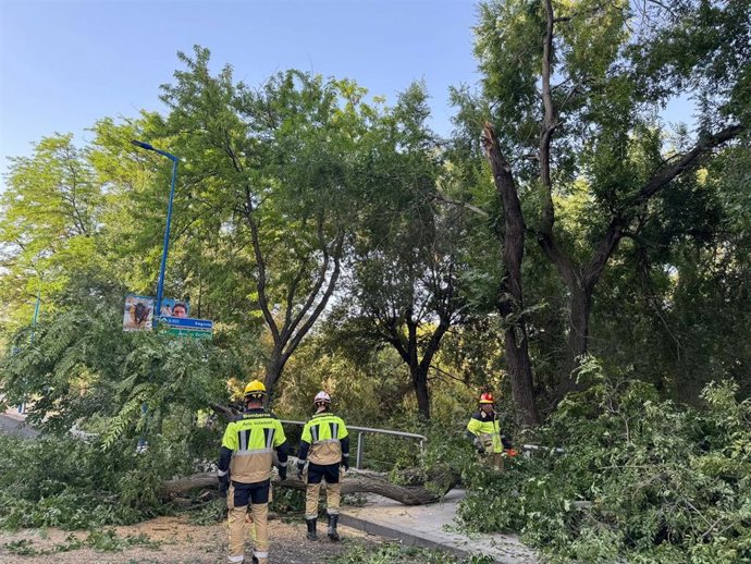 Permanece cortado un carril de Isabel La Católica en Valladolid por la caída de un árbol