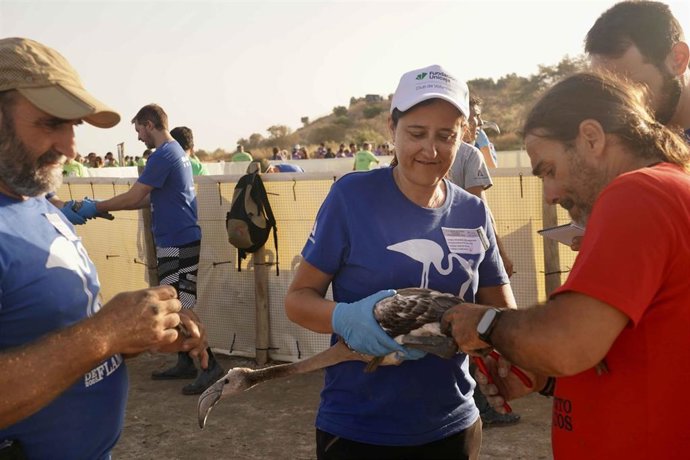 Club de Voluntarios de Fundación Unicaja participa en el anillamiento de flamencos en la laguna de Fuente de Piedra.