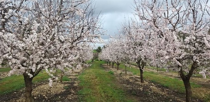 El Govern destinará seis millones para adquirir una finca rústica y destinarla a investigación y experimentación agraria