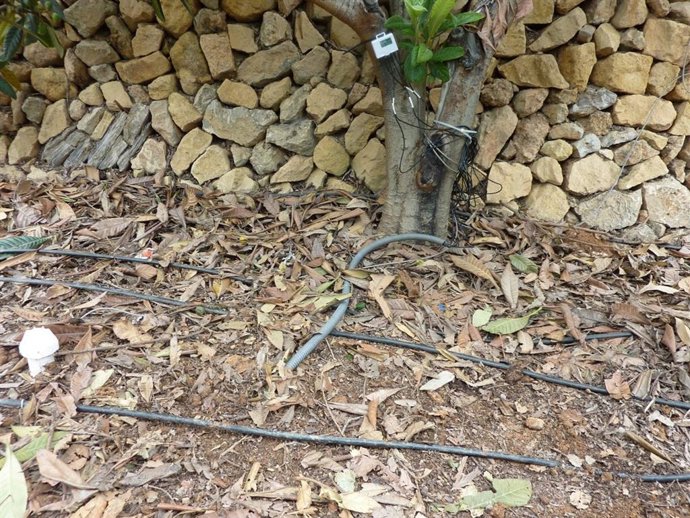 Imagen de riego por goteo en cultivo de níspero