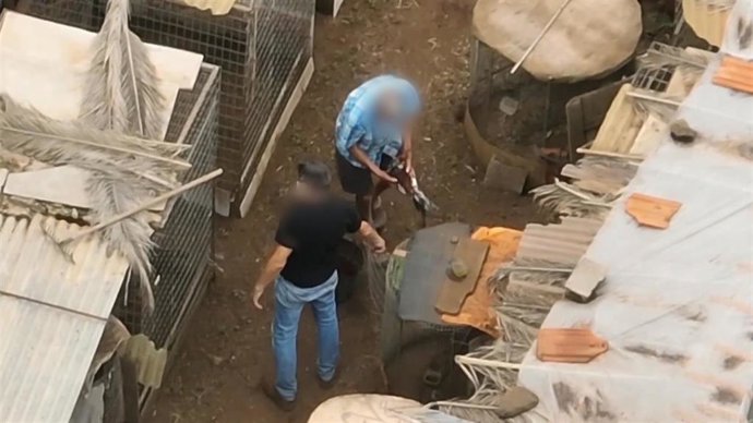 Dos de los investigados por cortar ilegalmente las crestas a gallos de pelea en Tenerife
