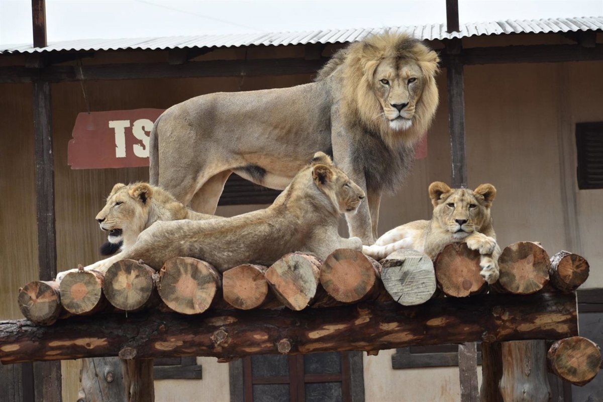 Terra Natura Murcia celebra el Día Internacional del León con una actividad especial y una charla educativa