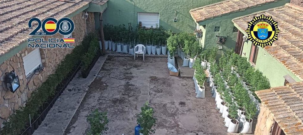 Desmantelado un cultivo 'indoor' de marihuana en un taller de vehículos clandestino en Rojales (Alicante)