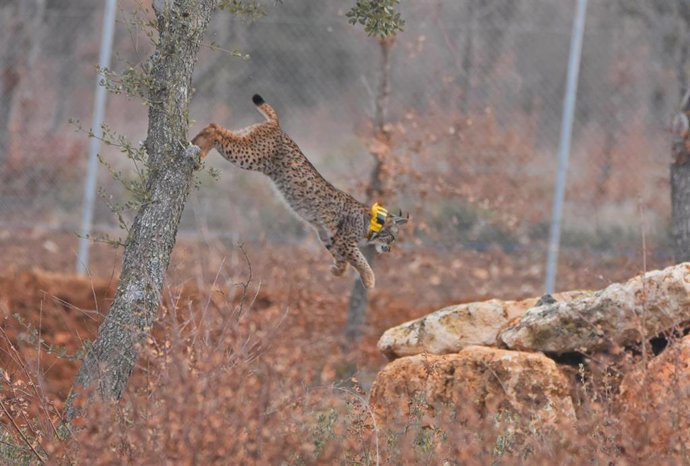 Archivo - Uno de los linces liberados en el Cerrato Palentino en el marco del programa de la Junta de la reintroducción de la especie.