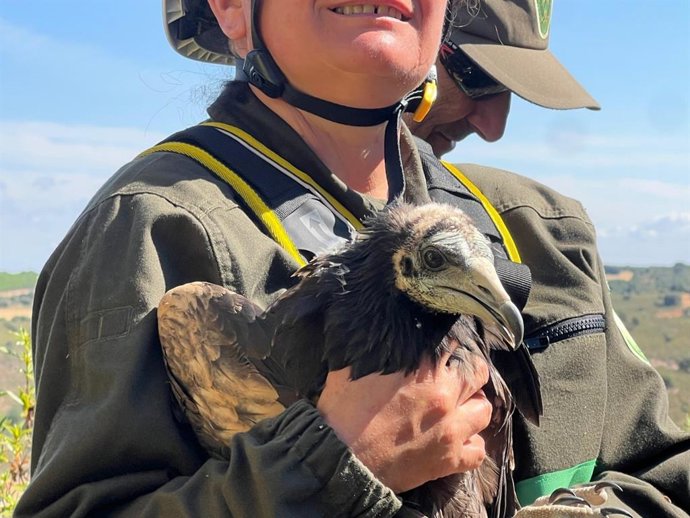 Imagen de un alimoche