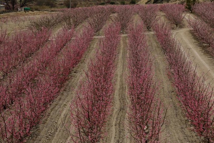 Archivo - Cultivos de Cieza