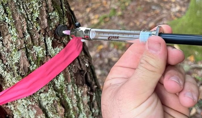 Extracción de muestras para la investigación microbiana en los árboles