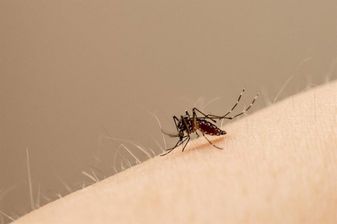 Archivo - Edes aegypti es el mosquito principal que transporta el virus Zika