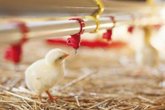 Foto: El ECDC informa de un caso humano de gripe aviar A(H5N1) en una menor de 10 años Camboya