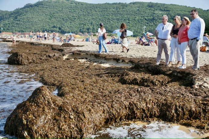Retiradas más de 200 toneladas de algas invasoras en las playas de Noja