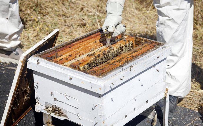 Archivo - Control del uso de ahumadores en colmenas de abejas para prevenir el riesgo de incendios.