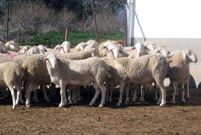 Archivo - Ovejas. Ganado. Lengua Azul. Foto de archivo.
