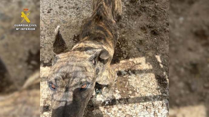 Perro en extrema delgadez localizado por la Guardia Civil en Ingenio (Gran Canaria)