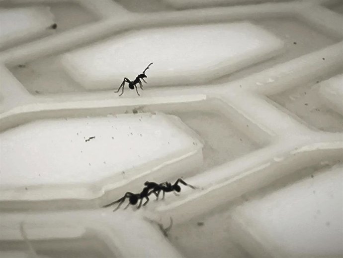 Hormigas en la estructura del CEAB-CSIC, donde se ha realizado el estudio.