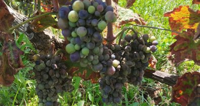 EpAgro - Agricultura