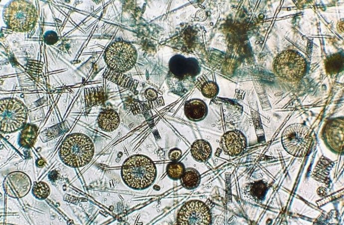 Fitoplancton antártico, como las diatomeas y Phaeocystis antarctica