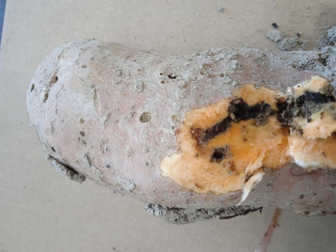 Boniato afectado por la plaga