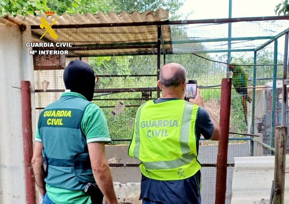 Recuperación del Guacamayo Militar robado