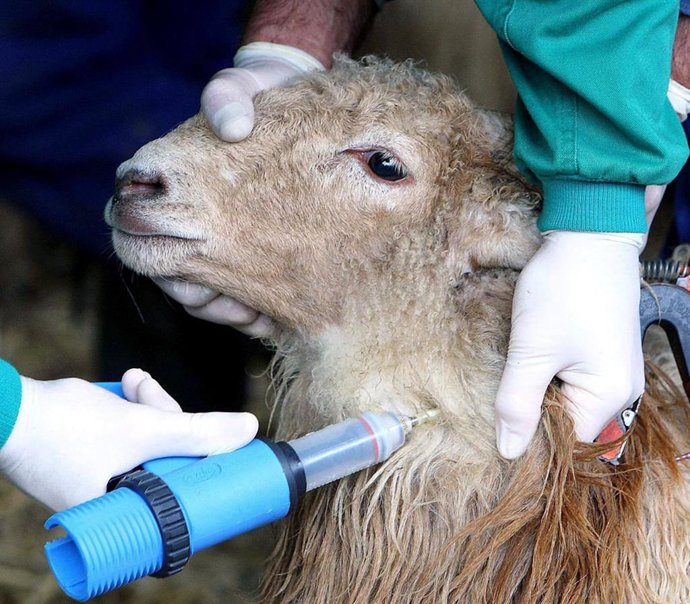 Vacunas a ovejas por lengua azul
