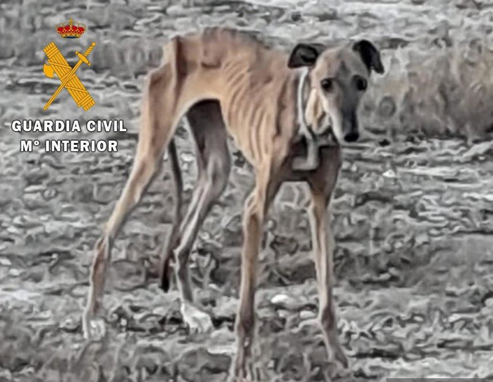 Imagen del animal