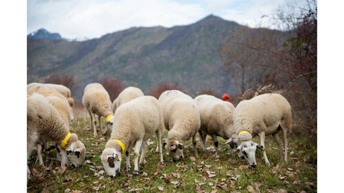 Archivo - El Govern trabaja para reducir trámites en el sector agrícola, el riego y la fauna