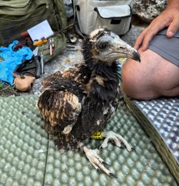 Un ejemplar de alimoche.