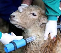 Asaja reclama "medidas urgentes" para paliar los "graves daños" de la lengua azul