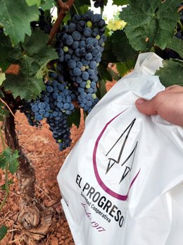 El Progreso de Villarrubia de los Ojos comienza la vendimia en una cosecha que calcula inferior al pasado año