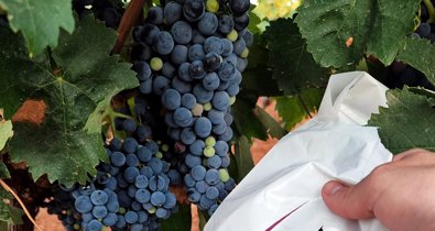 EpAgro - Agricultura