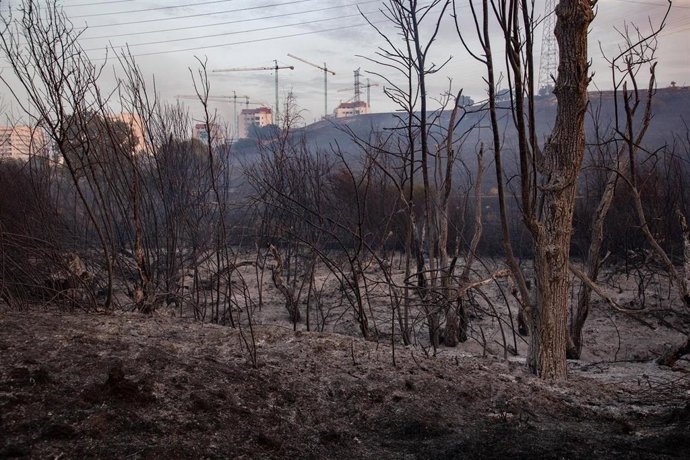 Campo quemado por el incendio, a 12 de agosto de 2025, en Tres Cantos, Madrid (España). 