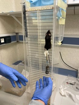 Ratones en la investigación.