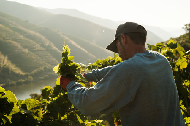 Enoturismo en Portugal