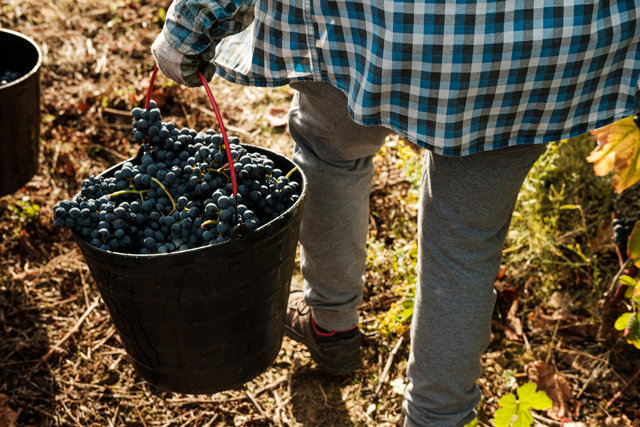 Enoturismo en Portugal