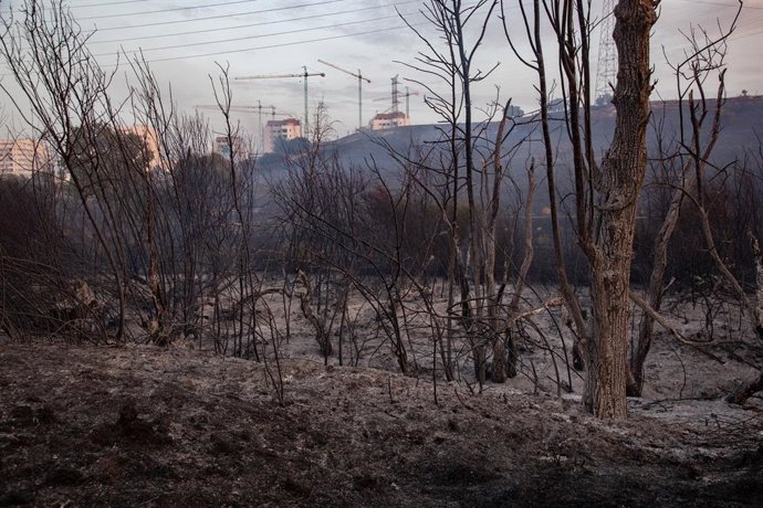 Campo quemado por el incendio, a 12 de agosto de 2025, en Tres Cantos, Madrid (España). El incendio de vegetación registrado a última hora de la tarde de este lunes, 11 de agosto, en Tres Cantos ha evolucionado favorablemente durante la noche y está perim