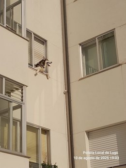 Rescate de un perro en Lugo