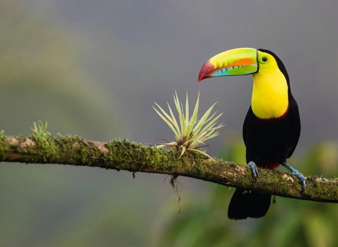 As aves tropicais enfrentam dez vezes mais dias de calor extremo do que há quarenta anos, o que contribui para seu declínio mais acentuado.