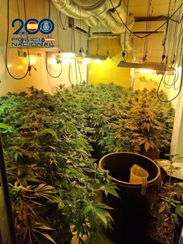 La Policía Nacional detiene al propietario de dos inmuebles con plantaciones indoor de marihuana