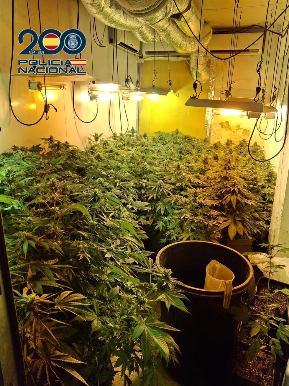 La Policía Nacional detiene al propietario de dos inmuebles con plantaciones indoor de marihuana