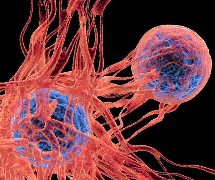Células cancerígenas.