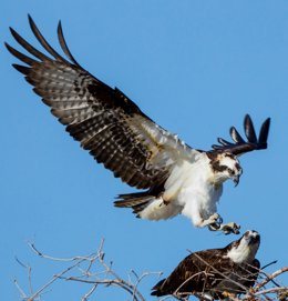Ejemplares de águila pescadora en Marismas del Odiel (Huelva).