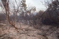 El incendio en Tres Cantos está en fase de control pero preocupan las condiciones meteorológicas de la tarde