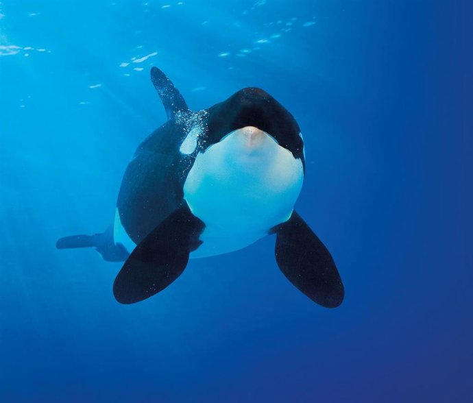 Orca del Loro Parque