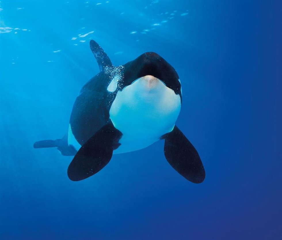 Orca del Loro Parque